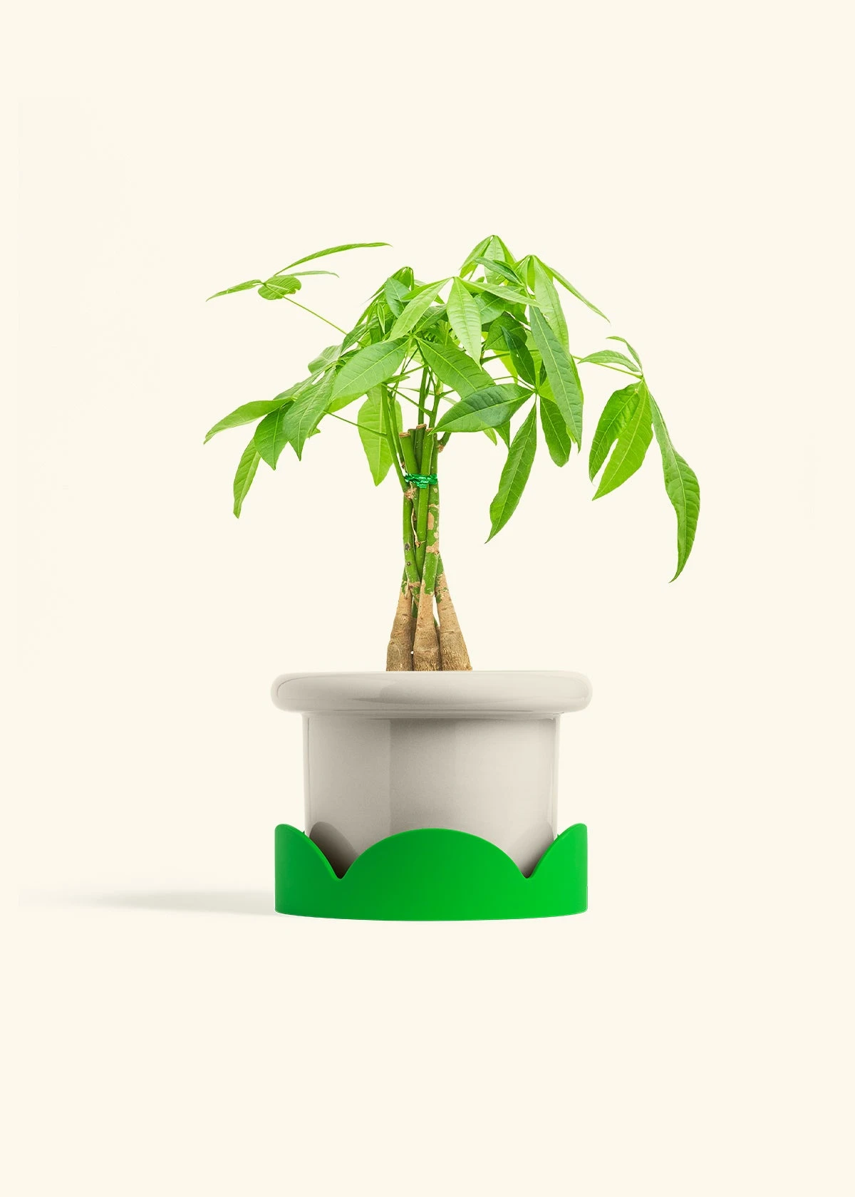 Braided Money Tree, Medium - Image 18