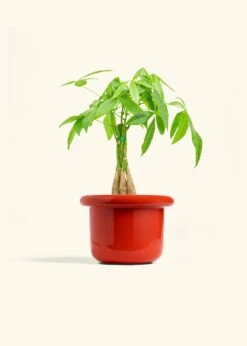 Braided Money Tree, Medium -Home Living Store MONEY TREE 6 FATLIP RED 6 bckgrnd cream