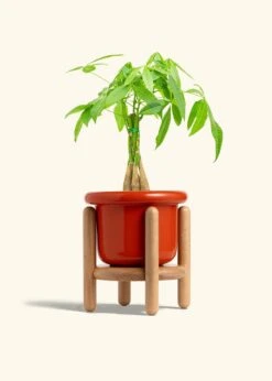 Braided Money Tree, Medium -Home Living Store MONEY TREE 6 FATLIP RED STAND 6 bckgrnd cream