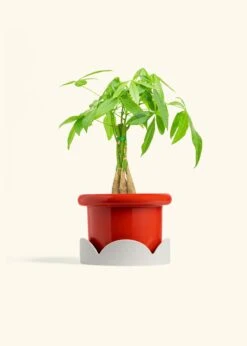 Braided Money Tree, Medium -Home Living Store MONEY TREE 6 FATLIP RED TRAY BEIGE 6 bckgrnd cream