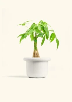 Braided Money Tree, Medium -Home Living Store MONEY TREE 6 FATLIP WHITE 6 bckgrnd cream