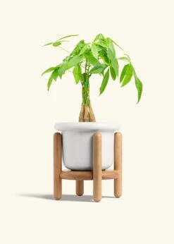 Braided Money Tree, Medium -Home Living Store MONEY TREE 6 FATLIP WHITE STAND 6 bckgrnd cream