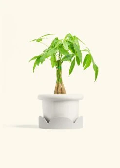 Braided Money Tree, Medium -Home Living Store MONEY TREE 6 FATLIP WHITE TRAY BEIGE 6 bckgrnd cream