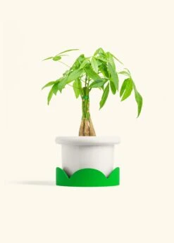 Braided Money Tree, Medium -Home Living Store MONEY TREE 6 FATLIP WHITE TRAY GREEN 6 bckgrnd cream