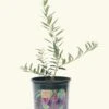 Olive Tree, Large -Home Living Store OLIVE 1G 1