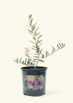 Olive Tree, Large