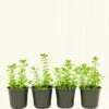 Oregano, 4 Pack -Home Living Store OREGANO 4PACK 2