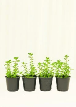 Oregano, 4 Pack