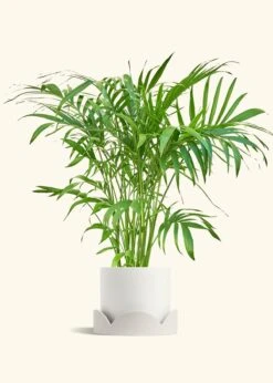 Bamboo Palm, XL -Home Living Store PALM ARECA 10 CLASSIC WHITE TRAY BEIGE 10 bckgrnd Cream