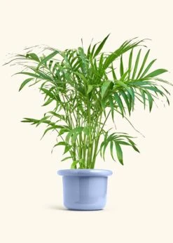 Bamboo Palm, XL -Home Living Store PALM ARECA 10 FATLIP BLUE 10 bckgrnd Cream