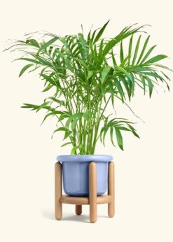 Bamboo Palm, XL -Home Living Store PALM ARECA 10 FATLIP BLUE STAND 10 bckgrnd Cream