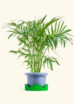 Bamboo Palm, XL -Home Living Store PALM ARECA 10 FATLIP BLUE TRAY GREEN 10 bckgrnd Cream