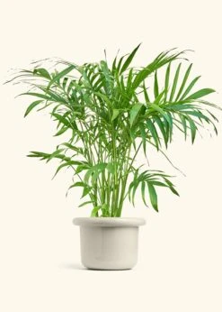Bamboo Palm, XL -Home Living Store PALM ARECA 10 FATLIP OAT 10 bckgrnd Cream