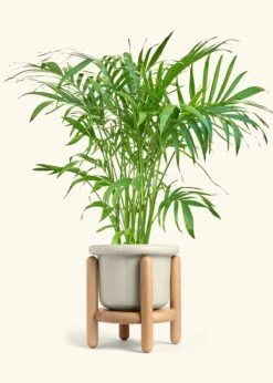 Bamboo Palm, XL -Home Living Store PALM ARECA 10 FATLIP OAT STAND 10 bckgrnd Cream