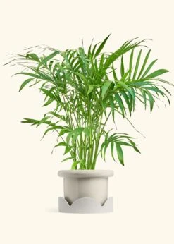 Bamboo Palm, XL -Home Living Store PALM ARECA 10 FATLIP OAT TRAY BEIGE 10 bckgrnd Cream