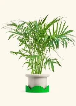 Bamboo Palm, XL -Home Living Store PALM ARECA 10 FATLIP OAT TRAY GREEN 10 bckgrnd Cream