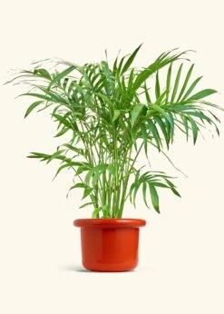 Bamboo Palm, XL -Home Living Store PALM ARECA 10 FATLIP RED 10 bckgrnd Cream
