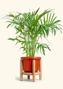 Bamboo Palm, XL -Home Living Store PALM ARECA 10 FATLIP RED STAND 10 bckgrnd Cream