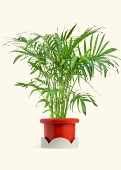 Bamboo Palm, XL -Home Living Store PALM ARECA 10 FATLIP RED TRAY BEIGE 10 bckgrnd Cream