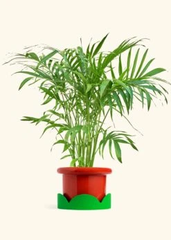 Bamboo Palm, XL -Home Living Store PALM ARECA 10 FATLIP RED TRAY GREEN 10 bckgrnd Cream