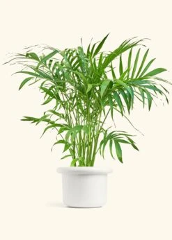 Bamboo Palm, XL -Home Living Store PALM ARECA 10 FATLIP WHITE 10 bckgrnd Cream
