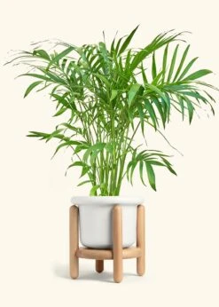 Bamboo Palm, XL -Home Living Store PALM ARECA 10 FATLIP WHITE STAND 10 bckgrnd Cream