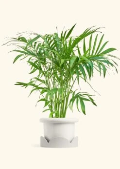 Bamboo Palm, XL -Home Living Store PALM ARECA 10 FATLIP WHITE TRAY BEIGE 10 bckgrnd Cream