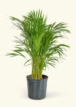Bamboo Palm, XL