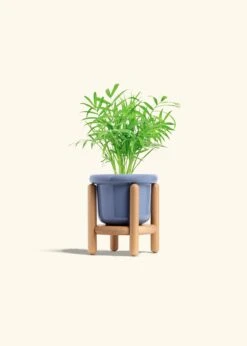 Parlor Palm, Small -Home Living Store PALM NEANTHEBELLA 4 FATLIP BLUE STAND 4 bckgrnd cream