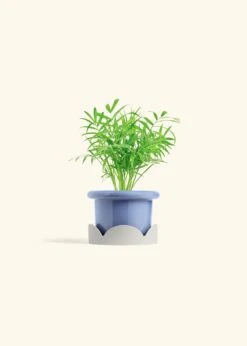 Parlor Palm, Small -Home Living Store PALM NEANTHEBELLA 4 FATLIP BLUE TRAY BEIGE 4 bckgrnd cream