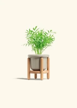 Parlor Palm, Small -Home Living Store PALM NEANTHEBELLA 4 FATLIP OAT STAND 4 bckgrnd cream