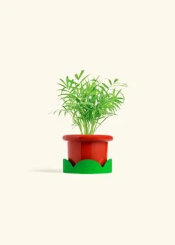 Parlor Palm, Small -Home Living Store PALM NEANTHEBELLA 4 FATLIP RED TRAY GREEN 4 bckgrnd cream