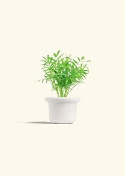 Parlor Palm, Small -Home Living Store PALM NEANTHEBELLA 4 FATLIP WHITE 4 bckgrnd cream
