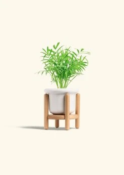 Parlor Palm, Small -Home Living Store PALM NEANTHEBELLA 4 FATLIP WHITE STAND 4 bckgrnd cream