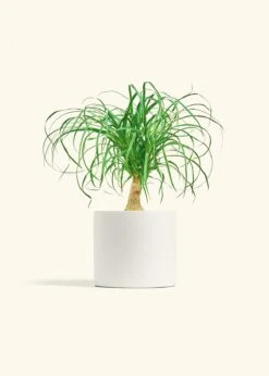 Ponytail Palm, Medium -Home Living Store PALM PONYTAIL 6 CLASSIC WHITE 6 bckgrnd cream