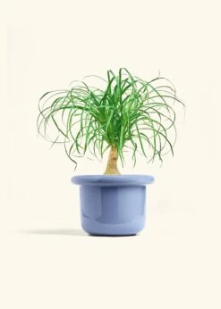 Ponytail Palm, Medium -Home Living Store PALM PONYTAIL 6 FATLIP BLUE 6 bckgrnd cream