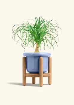 Ponytail Palm, Medium -Home Living Store PALM PONYTAIL 6 FATLIP BLUE STAND 6 bckgrnd cream