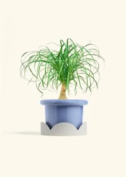 Ponytail Palm, Medium -Home Living Store PALM PONYTAIL 6 FATLIP BLUE TRAY BEIGE 6 bckgrnd cream