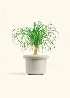 Ponytail Palm, Medium -Home Living Store PALM PONYTAIL 6 FATLIP OAT 6 bckgrnd cream