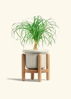 Ponytail Palm, Medium -Home Living Store PALM PONYTAIL 6 FATLIP OAT STAND 6 bckgrnd cream
