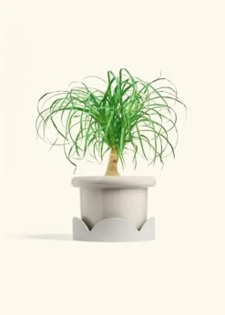 Ponytail Palm, Medium -Home Living Store PALM PONYTAIL 6 FATLIP OAT TRAY BEIGE 6 bckgrnd cream