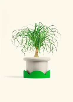 Ponytail Palm, Medium -Home Living Store PALM PONYTAIL 6 FATLIP OAT TRAY GREEN 6 bckgrnd cream