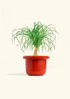 Ponytail Palm, Medium -Home Living Store PALM PONYTAIL 6 FATLIP RED 6 bckgrnd cream