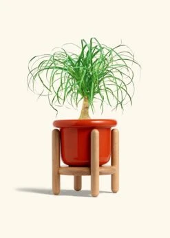 Ponytail Palm, Medium -Home Living Store PALM PONYTAIL 6 FATLIP RED STAND 6 bckgrnd cream
