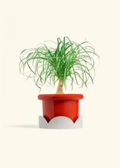Ponytail Palm, Medium -Home Living Store PALM PONYTAIL 6 FATLIP RED TRAY BEIGE 6 bckgrnd cream