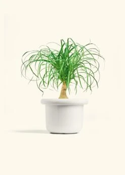 Ponytail Palm, Medium -Home Living Store PALM PONYTAIL 6 FATLIP WHITE 6 bckgrnd cream