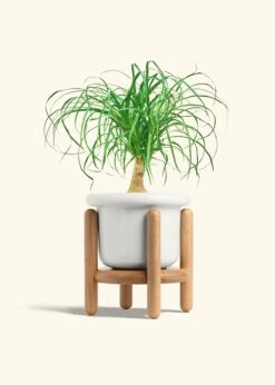 Ponytail Palm, Medium -Home Living Store PALM PONYTAIL 6 FATLIP WHITE STAND 6 bckgrnd cream
