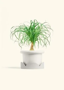 Ponytail Palm, Medium -Home Living Store PALM PONYTAIL 6 FATLIP WHITE TRAY BEIGE 6 bckgrnd cream