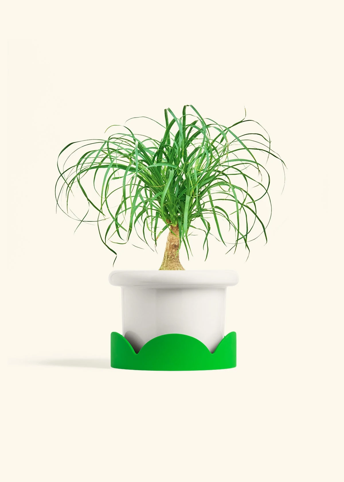 Ponytail Palm, Medium - Image 5