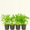 Parsley, 4 Pack -Home Living Store PARSLEY 4PACK
